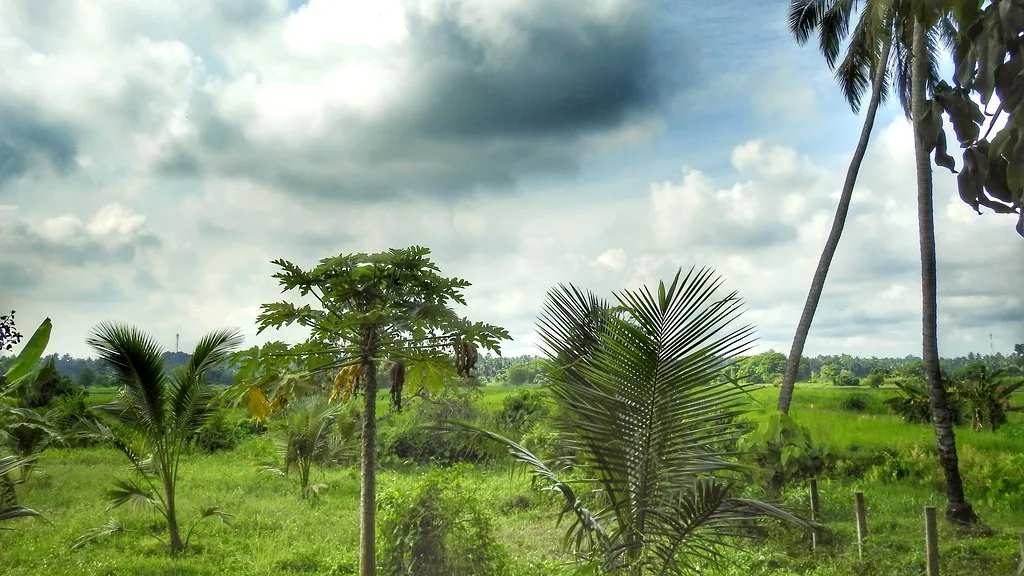 Flat green rice paddies with coconut and papaya trees under a cloudy sky
