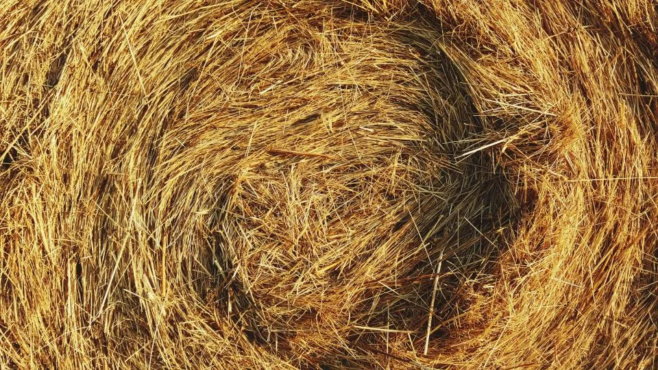 Close-up of dry golden rice straw after the harvest